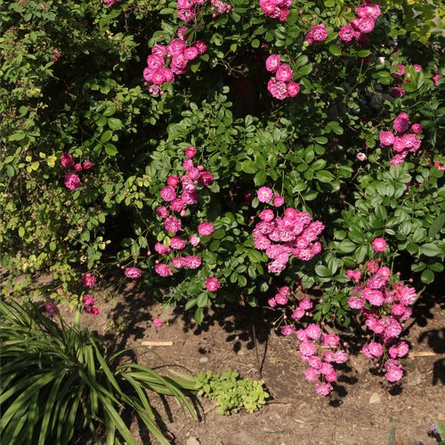 Lilás - rózsaszín, fehér középponttal - Apróvirágú - magastörzsű rózsafa- bokros koronaforma